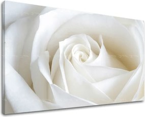 Obraz na stenu KVETY RUŽE XOBKV103E11 - 20x30 cm