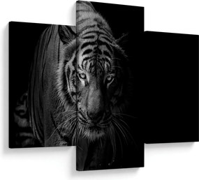 Obraz divokého tigra (90x60 cm)