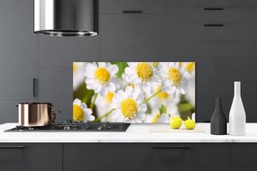 Sklenený obklad Do kuchyne Kvety sedmokráska príroda 140x70 cm