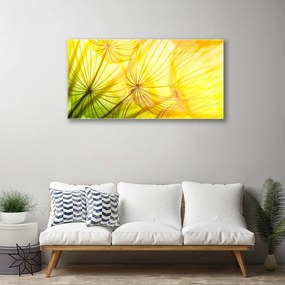 Skleneny obraz Púpavy kvety príroda 120x60 cm