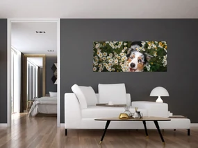 Obraz - Austrálsky ovčiak (120x50 cm)