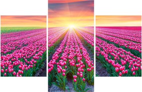 Obraz poľa tulipánov so slnkom (90x60 cm)
