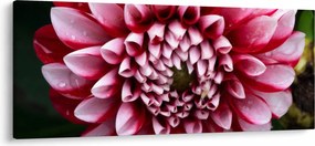 Obraz ružovej Dahlie (120x50 cm)