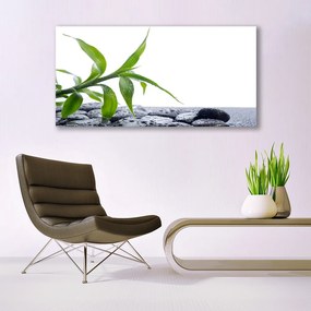 Obraz plexi List príroda kamene rastlina 120x60 cm