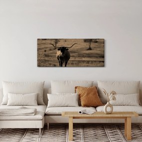 Obraz - Texaská krava (120x50 cm)