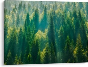 Obraz - Borovicový les (70x50 cm)