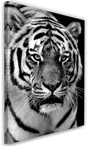 Obraz na plátně Tygr Africa Black and White - 70x100 cm