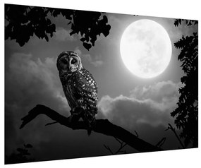 Obraz nočnej sovy (90x60 cm)