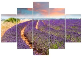 Levanduľové polia - obraz