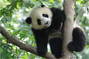 Obraz - Panda na strome (90x60 cm)