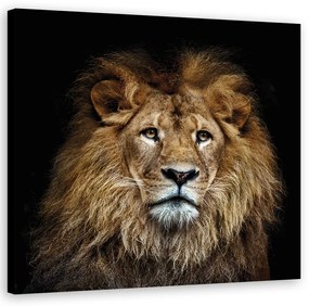 Obraz na plátně, Majestátní lev - 60x60 cm