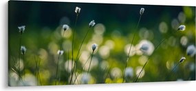 Obraz - Tráva (120x50 cm)
