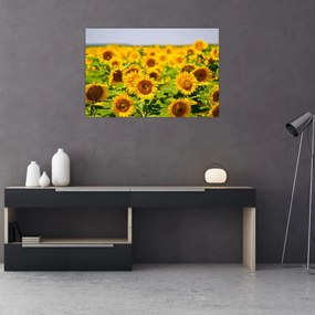 Obraz - Slnečnica (90x60 cm)