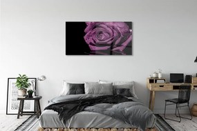 Obraz plexi Purpurová ruža 125x50 cm