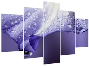 Obraz - Okvetný lístok s kvapkami (150x105 cm)