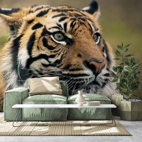 Fototapeta bengálsky tiger - 300x200