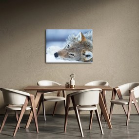 Obraz - Vlk (70x50 cm)