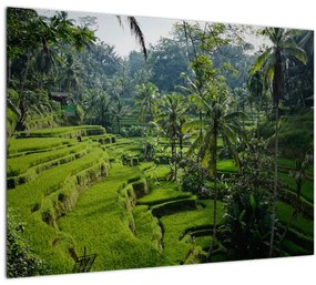 Obraz ryžových terás Tegalalang, Bali (70x50 cm)