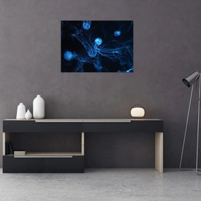 Obraz - Medúzy (70x50 cm)