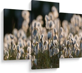 Obraz - Biely páperník (90x60 cm)