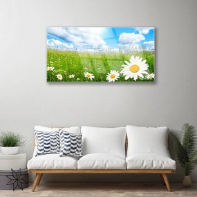 Obraz na skle Sedmokráska tráva príroda 140x70 cm