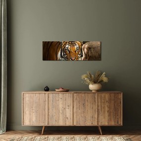 Obraz tigra (s hodinami) (90x30 cm)