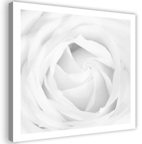 Obraz na plátně Bílá růže Květina Rostlina - 50x50 cm