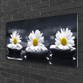 Obraz na skle Sedmokráska kamene rastlina 125x50 cm