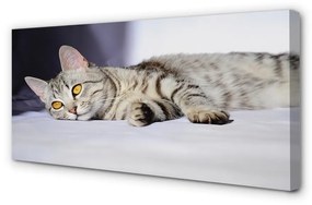 Obraz na plátne ležiace mačka 125x50 cm