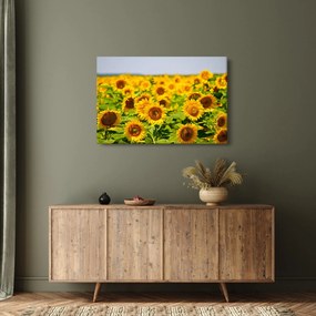 Obraz - Slnečnica (90x60 cm)