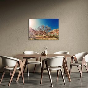 Obraz stromu v púšti (70x50 cm)