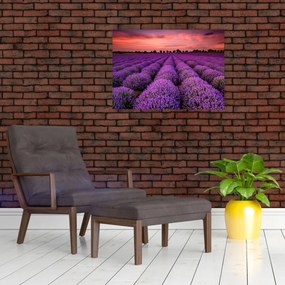 Sklenený obraz - Levanduľové pole (70x50 cm)