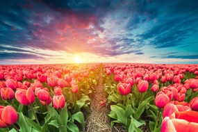Tapeta východ slnka nad lúkou s tulipánmi - 450x300