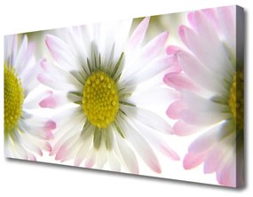 Obraz na plátne Sedmokráska rastlina príroda 100x50 cm