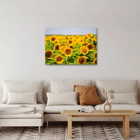 Obraz - Slnečnica (70x50 cm)