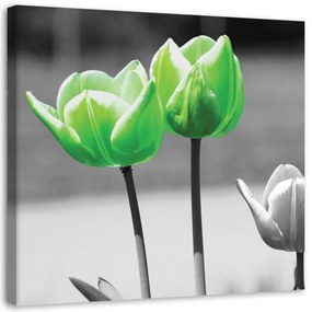 Obraz na plátně Tulipány Květiny Zelená - 50x50 cm