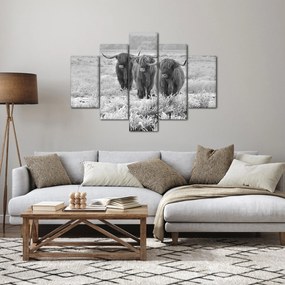 Obraz - Škótske kravy, čiernobiela (150x105 cm)
