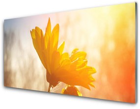 Obraz na akrylátovom skle Slnečnica 140x70 cm