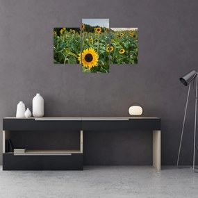 Obraz - Slnečnicové pole II. (90x60 cm)
