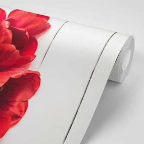 Samolepiaca fototapeta rozkvitnuté červené tulipány - 375x250