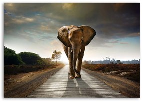 Gario Obraz na plátne Putovanie slona Rozmery: 60 x 40 cm