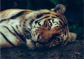 Sklenený obraz - Tiger Sibírsky (70x50 cm)