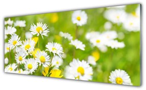 Obraz plexi Sedmokráska kvet rastlina 125x50 cm