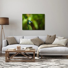 Sklenený obraz páva (70x50 cm)