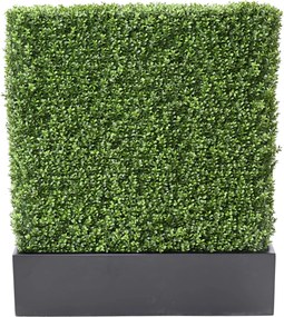 Zástena buxus 100cm x 60cm