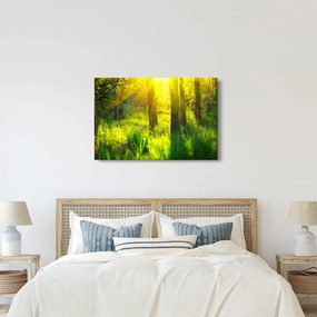 Obraz - Jarné prebúdzanie lesa (90x60 cm)