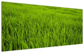 Obraz trávy (120x50 cm)