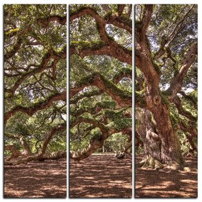 Obraz na plátne - Staroveký živý dub - štvorec 3238B (75x75 cm)