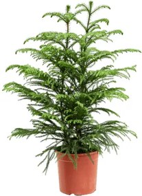 Araucaria heterophylla 22x90 cm