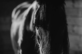 Fototapeta majestátny čiernobiely kôň - 300x200